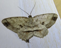 Melanolophia bugnathos