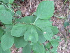 Crataegus calpodendron