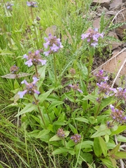 Penstemon globosus