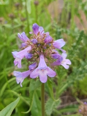 Penstemon globosus
