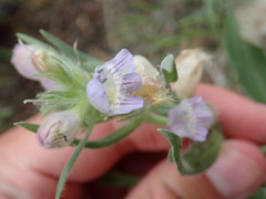Penstemon eriantherus cleburnei