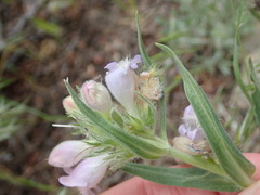 Penstemon eriantherus cleburnei