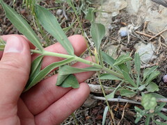 Penstemon eriantherus cleburnei