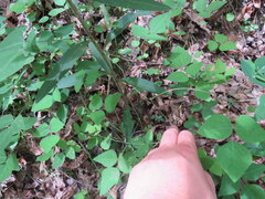 Silphium asperrimum