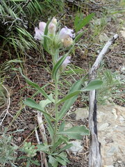 Penstemon eriantherus cleburnei