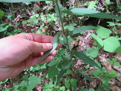 Silphium asperrimum