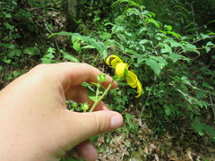 Silphium asperrimum