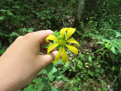 Silphium asperrimum