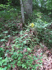Silphium asperrimum