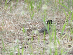 Junco hyemalis thurberi