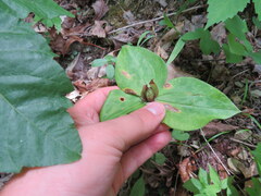Trillium stamineum