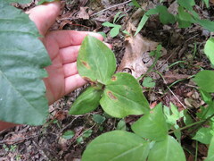 Trillium stamineum