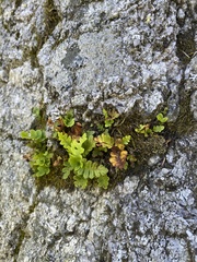 Polypodium saximontanum