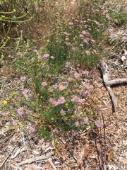 Erigeron foliosus franciscensis