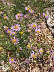 Erigeron foliosus franciscensis