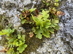 Polypodium saximontanum