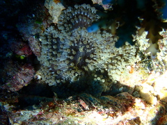 Heteractis