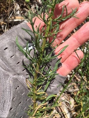 Erigeron foliosus franciscensis