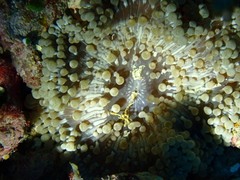 Heteractis