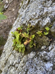 Polypodium saximontanum