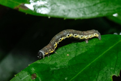 Nothomiza flavicosta