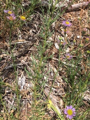 Erigeron foliosus franciscensis