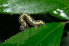 Nothomiza flavicosta