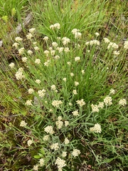 Comandra umbellata pallida