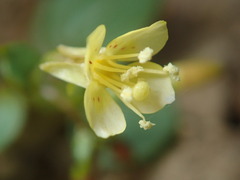 Taraxia subacaulis
