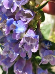 Penstemon glaber brandegeei