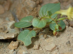 Taraxia subacaulis