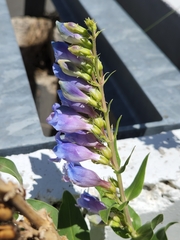 Penstemon glaber brandegeei