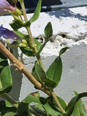 Penstemon glaber brandegeei
