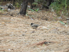 Junco hyemalis thurberi
