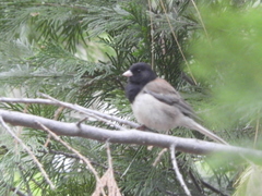 Junco hyemalis thurberi