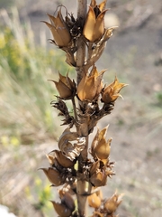 Penstemon glaber brandegeei