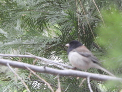 Junco hyemalis thurberi