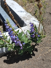 Penstemon glaber brandegeei