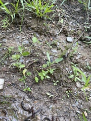 Lindernia anagallidea