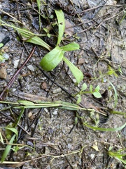 Lindernia anagallidea