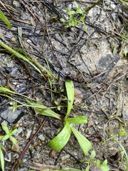 Lindernia anagallidea
