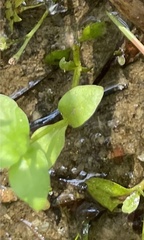 Lindernia anagallidea