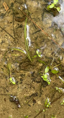 Lindernia anagallidea