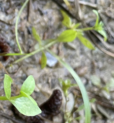 Lindernia anagallidea