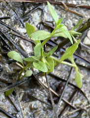 Lindernia anagallidea
