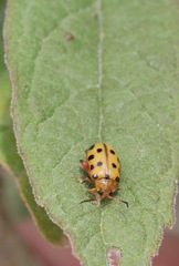 Alagoasa tridecimmaculata