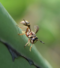 Polybiomyia capitis
