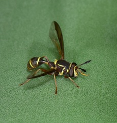 Polybiomyia capitis