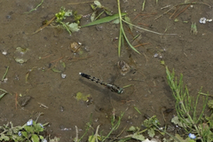 Orthetrum albistylum speciosum