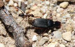Harpalus rubripes